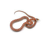 Load image into Gallery viewer, 2023 Male Knobloch&#39;s Mountain King Snake