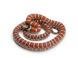 Load image into Gallery viewer, 2023 Male Knobloch&#39;s Mountain King Snake