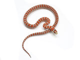 Load image into Gallery viewer, 2023 Male Knobloch&#39;s Mountain King Snake