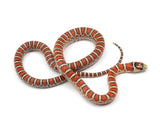 Load image into Gallery viewer, 2023 Male Knobloch&#39;s Mountain King Snake