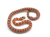 Load image into Gallery viewer, 2023 Male Knobloch&#39;s Mountain King Snake