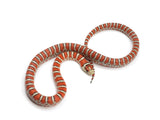 Load image into Gallery viewer, 2023 Male Knobloch&#39;s Mountain King Snake