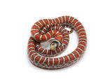 Load image into Gallery viewer, 2023 Male Knobloch&#39;s Mountain King Snake