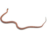 Load image into Gallery viewer, 2023 Male Knobloch&#39;s Mountain Kingsnake.