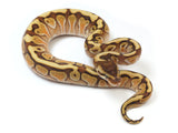 Load image into Gallery viewer, 2023 Male Lesser Enchi Odium Het Clown Het Pied Ball Python 