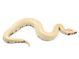 Load image into Gallery viewer, 2023 Male Magpie Possible Het T+ Albino Blood Python 