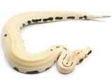 Load image into Gallery viewer, 2023 Male Magpie Possible Het T+ Albino Blood Python 