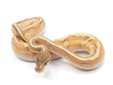 Load image into Gallery viewer, 2023 Male Mojave Hidden Gene Woma Enchi Possible Yellowbelly Possible Nanny Possible Static Ball Python 