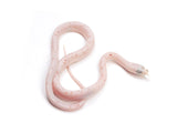 Load image into Gallery viewer, 2023 Male Palmetto Corn Snake