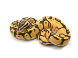 Load image into Gallery viewer, 2023 Male Pastel Enchi Bald Possible Lucifer Ball Python