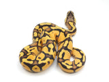 Load image into Gallery viewer, 2023 Male Pastel Enchi Bald Possible Lucifer Ball Python