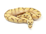 Load image into Gallery viewer, 2023 Male Pastel Enchi Lesser Yellowbelly Bald Ball Python 
