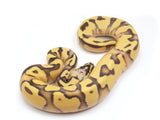 Load image into Gallery viewer, 2023 Male Pastel Enchi Lucifer Bald Ball Python 