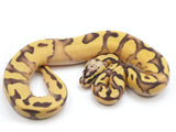 Load image into Gallery viewer, 2023 Male Pastel Enchi Lucifer Bald Ball Python 
