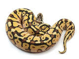 Load image into Gallery viewer, 2023 Male Pastel Enchi Spotnose Yellowbelly + Ball Python