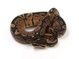 Load image into Gallery viewer, 2023 Male Pastel Het Candy Het Pied Ball Python
