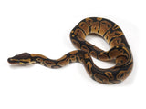 Load image into Gallery viewer, 2023 Male Pastel Het Candy Het Pied Ball Python