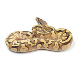 Load image into Gallery viewer, 2023 Male Pastel Lesser Enchi Fader Ball Python 