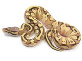 Load image into Gallery viewer, 2023 Male Pastel Lesser Enchi Fader Ball Python 