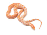 Load image into Gallery viewer, 2023 Male Red Hypo Albino Bull Snake
