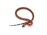 Load image into Gallery viewer, 2023 Male Sinaloan Milk Snake