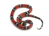 Load image into Gallery viewer, 2023 Male Sinaloan Milk Snake 