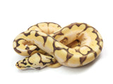 Load image into Gallery viewer, 2023 Male Spider Enchi Yellowbelly Bald Ball Python 