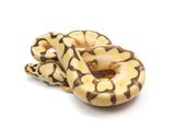 Load image into Gallery viewer, 2023 Male Spider Enchi Yellowbelly Bald Ball Python 