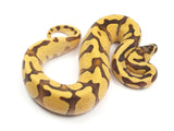 Load image into Gallery viewer, 2023 Male Super Enchi Malum Pastel Ball Python