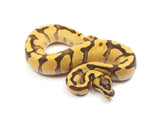 Load image into Gallery viewer, 2023 Male Super Enchi Malum Pastel Ball Python