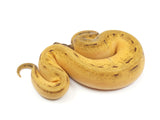 Load image into Gallery viewer, 2023 Male Super Enchi Pinstripe Malum Ball Python