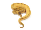 Load image into Gallery viewer, 2023 Male Super Enchi Pinstripe Malum Ball Python