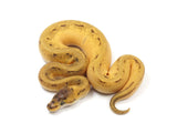 Load image into Gallery viewer, 2023 Male Super Enchi Pinstripe Malum Ball Python