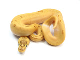 Load image into Gallery viewer, 2023 Male Super Enchi Super Pastel Pinstripe Hidden Gene Woma Lucifer ++ Ball Python 