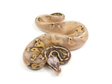 Load image into Gallery viewer, 2023 Male Super Fader Super Pastel Yellowbelly/Gravel +++ Ball Python 