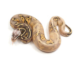 Load image into Gallery viewer, 2023 Male Super Fader Super Pastel Yellowbelly/Gravel +++ Ball Python 