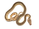 Load image into Gallery viewer, 2023 Male Super Tiger Anthrax Reticulated Python 