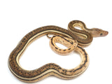 Load image into Gallery viewer, 2023 Male Super Tiger Anthrax Reticulated Python 
