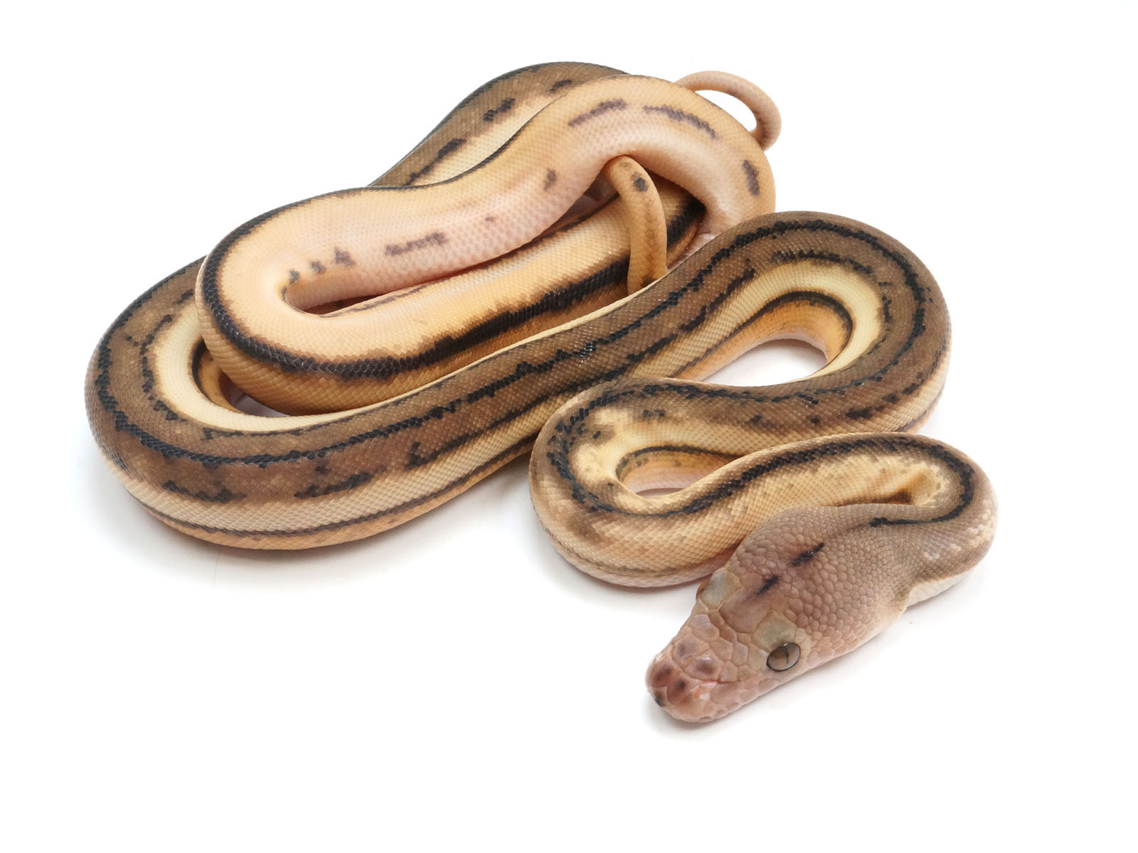 Super Tiger Python