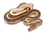 Load image into Gallery viewer, 2023 Male Super Tiger Anthrax Reticulated Python