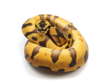 Load image into Gallery viewer, 2023 Male Super Enchi Bald Orange Dream + Ball Python