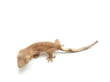 Load image into Gallery viewer, 2023 Unsexed Patternless Red Crested Gecko From High Red Parents.