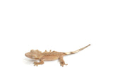 Load image into Gallery viewer, 2023 Unsexed Patternless Red Crested Gecko From High Red Parents.