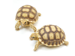 Baby Red Foot Tortoises