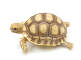 Load image into Gallery viewer, 2023 Unsexed Sulcata Tortoise - Representative Photos.