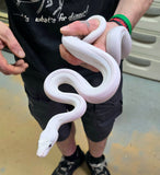 Load image into Gallery viewer, 2023 Female Super Phantom Possible Golden Child Possible Granite Back Reticulated Pythons - Representative Photos