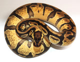 Load image into Gallery viewer, 2021 Female Pastel Enchi Possible Het Albino Possible Het Pied Ball Python