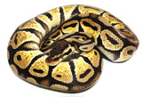Load image into Gallery viewer, 2021 Male Pastel Het. Axanthic Possible Het Genetic Stripe Ball Python