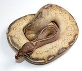 Load image into Gallery viewer, 2021 Male Freeway Ball Python