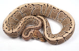 Load image into Gallery viewer, 2022 Female Desert Ghost Pinstripe Ball Python. SALE!